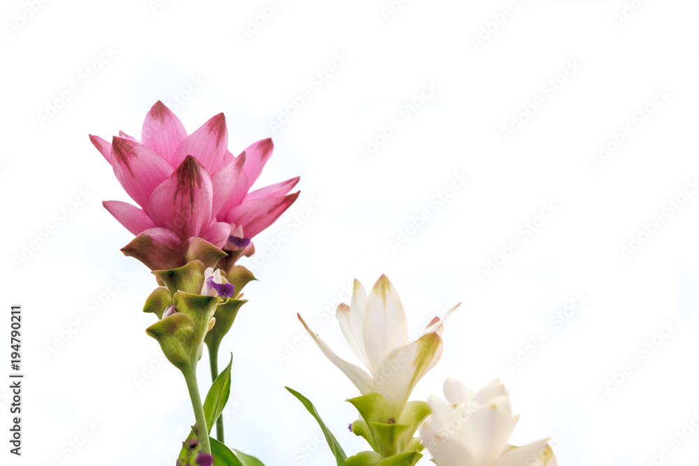 Pink and white flowers on white background.
