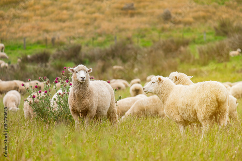 Flock of sheeps grazing in green farm in New Zealand with warm sunlight effect