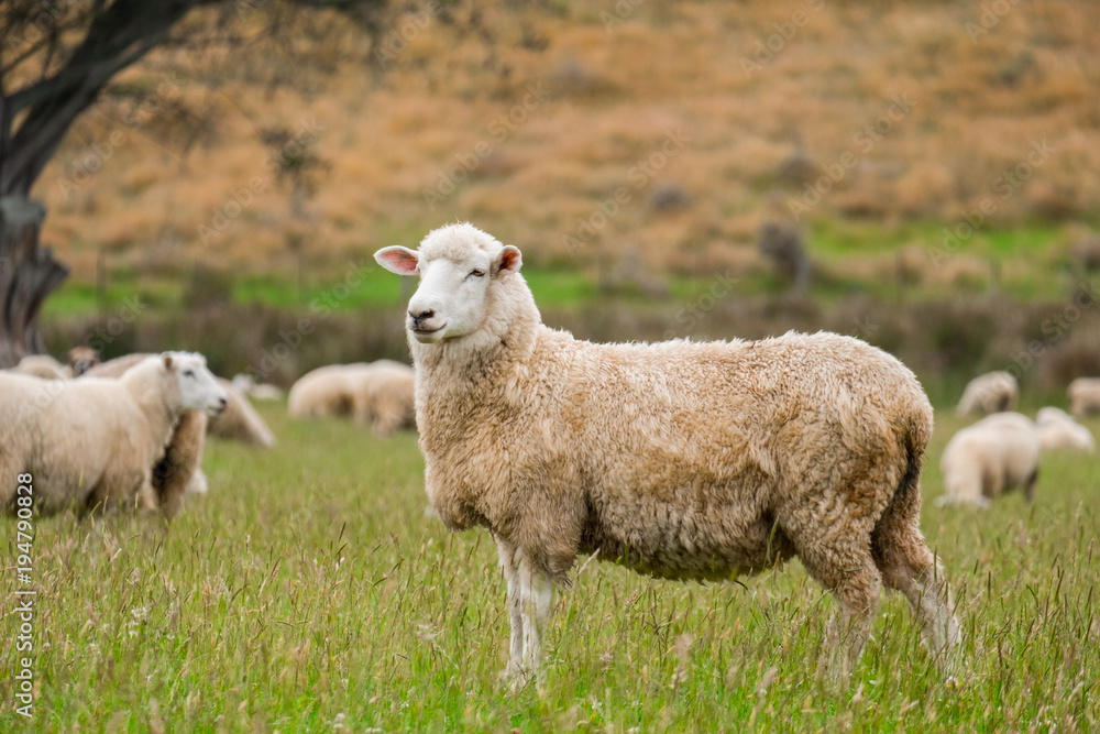 Cute sheep portrait, staring at a photographer, grazing in a green farm in New Zealand Cute sheep portrait, staring at a photographer, grazing in a green farm in New Zealand