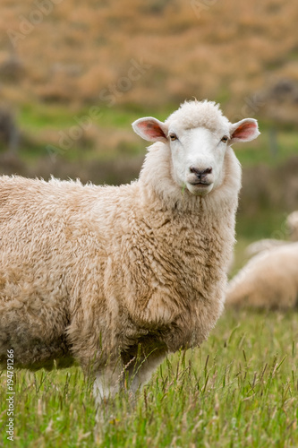 Cute sheep portrait, staring at a photographer, grazing in a green farm in New Zealand
