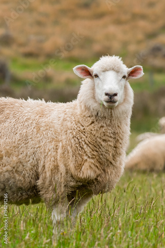 Cute sheep portrait  staring at a photographer  grazing in a green farm in New Zealand