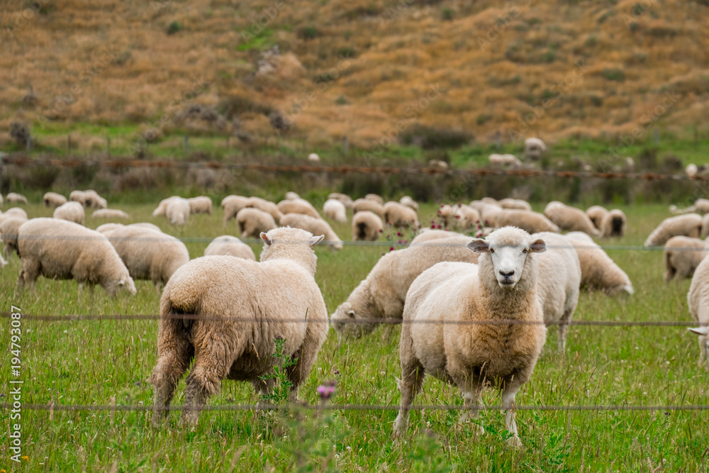 Fototapeta premium Flock of sheeps grazing in green farm in New Zealand