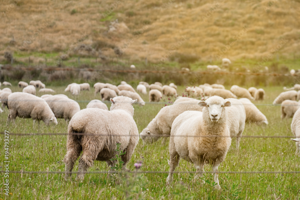 Fototapeta premium Flock of sheeps grazing in green farm in New Zealand with warm sunlight effect.