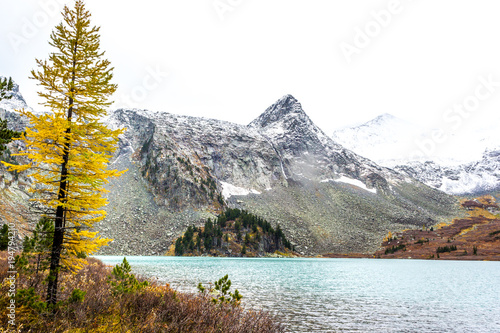 Lonely tree on the shore of a mountain lake. Autumn weather in a mountain valley.