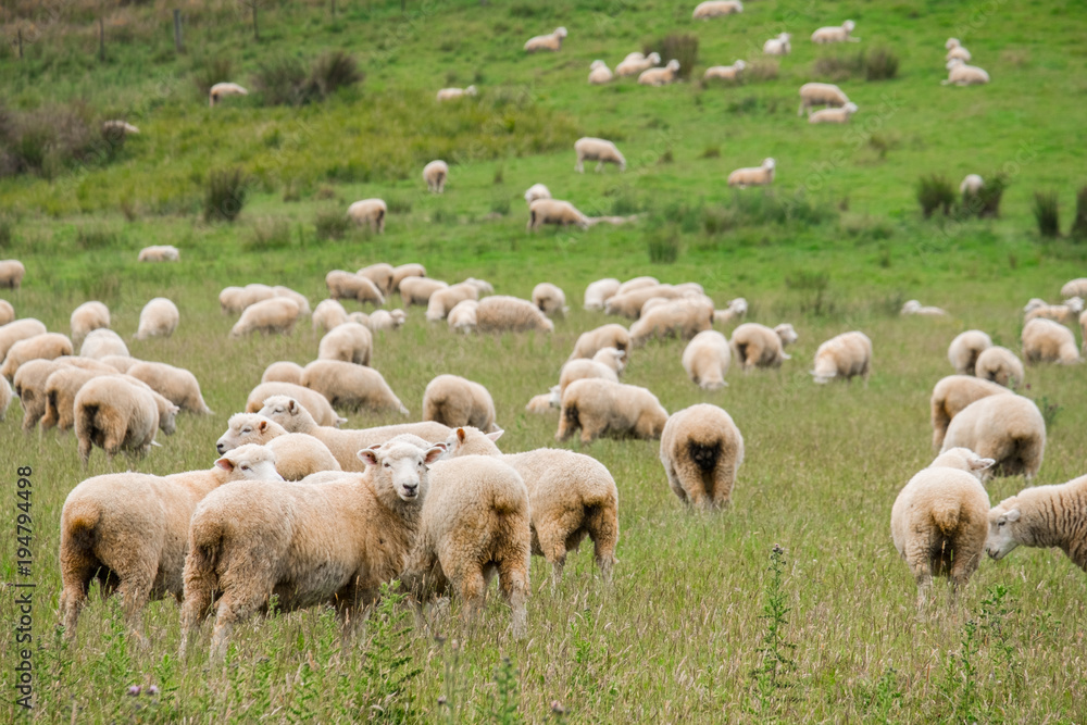 Obraz premium Flock of sheeps grazing in green farm in New Zealand