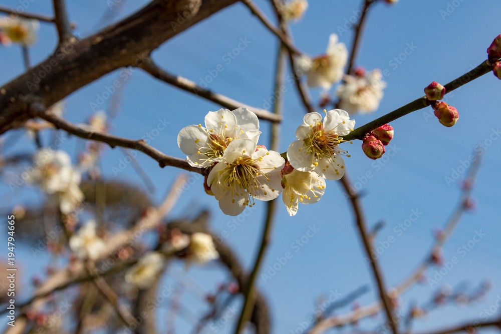 梅の花