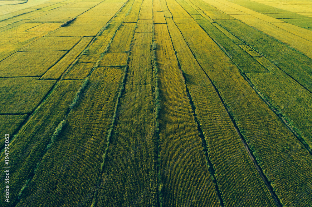 Aerial view of the rice field from drone Aerial view of the rice field from drone