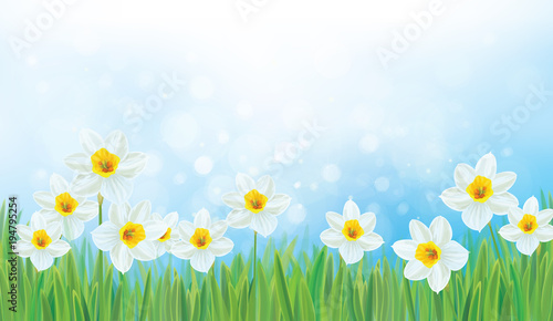 Fototapeta Naklejka Na Ścianę i Meble -  Vector  nature background, daffodil flowers.