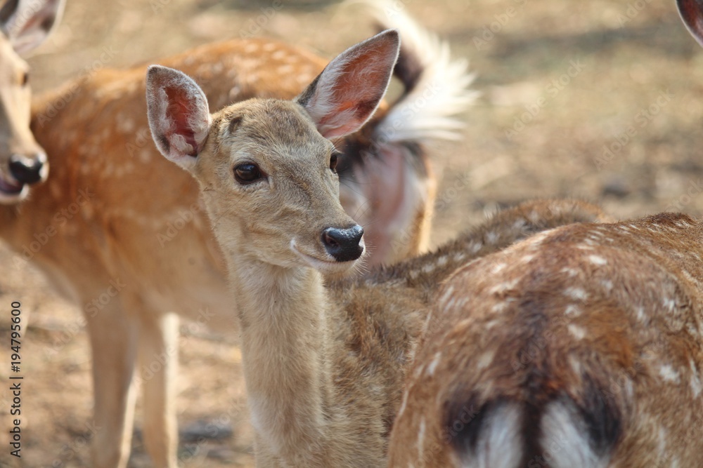 Deers,  they live at a zoo in Thailand  Asia,  for the research and the reproduction.