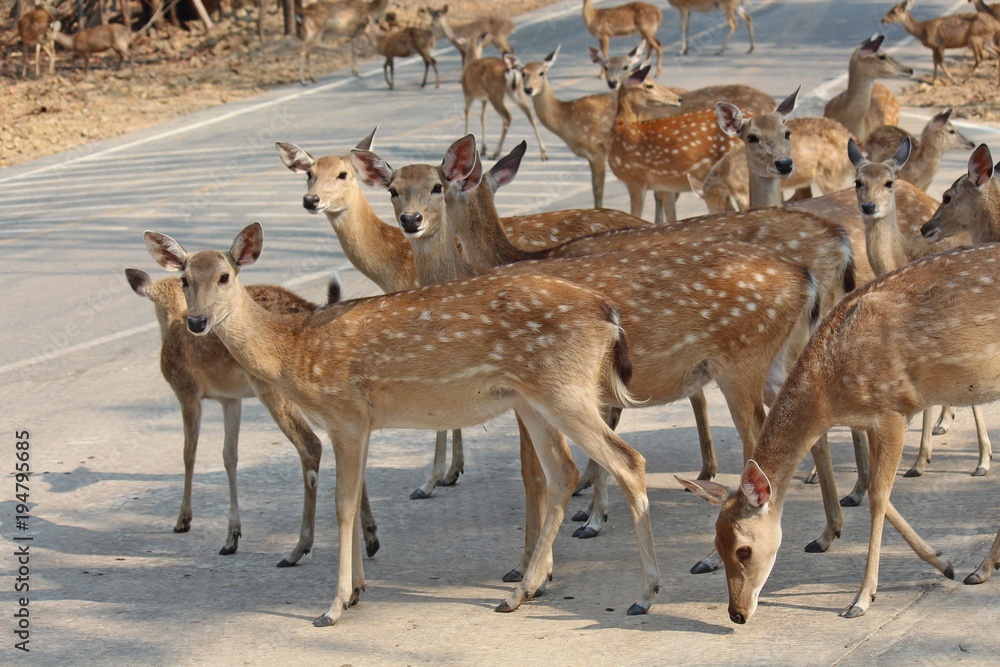 Deers, they live at a zoo in Thailand Asia, for the research and the reproduction. Deers, they live at a zoo in Thailand Asia, for the research and the reproduction.