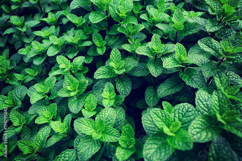 green mint plant in growth at vegetable garden