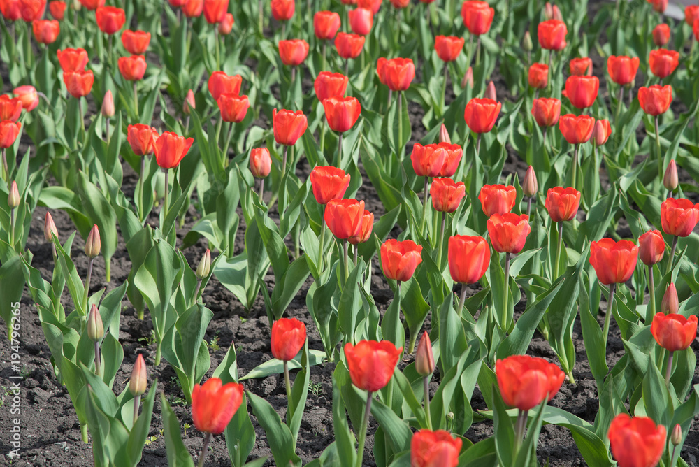 Blossoming buds of tulips with green stems and leaves in summer on the street Blossoming buds of tulips with green stems and leaves in summer on the street