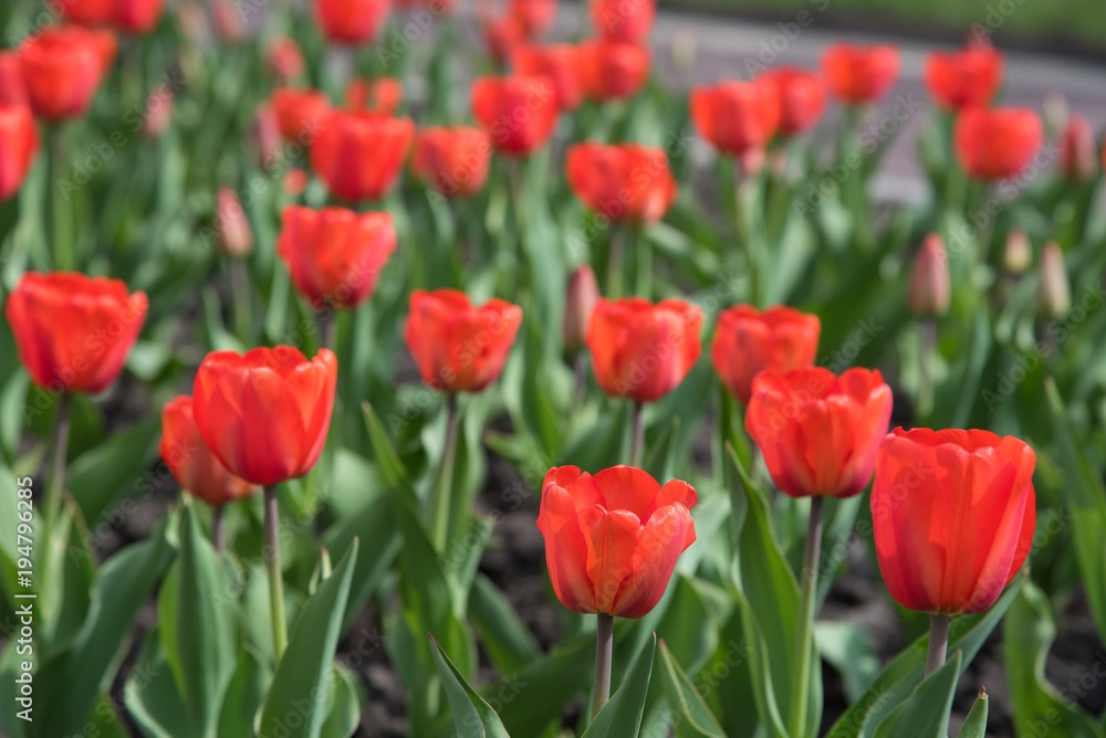 Blossoming buds of tulips with green stems and leaves in summer on the street