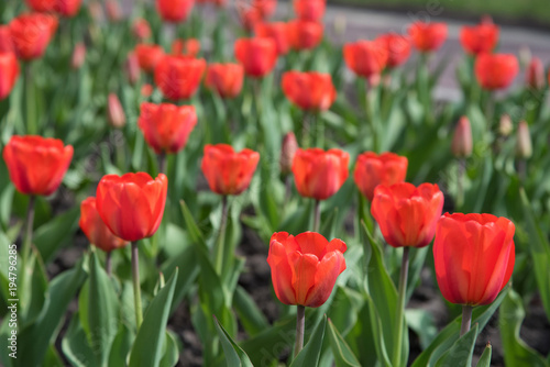 Blossoming buds of tulips with green stems and leaves in summer on the street