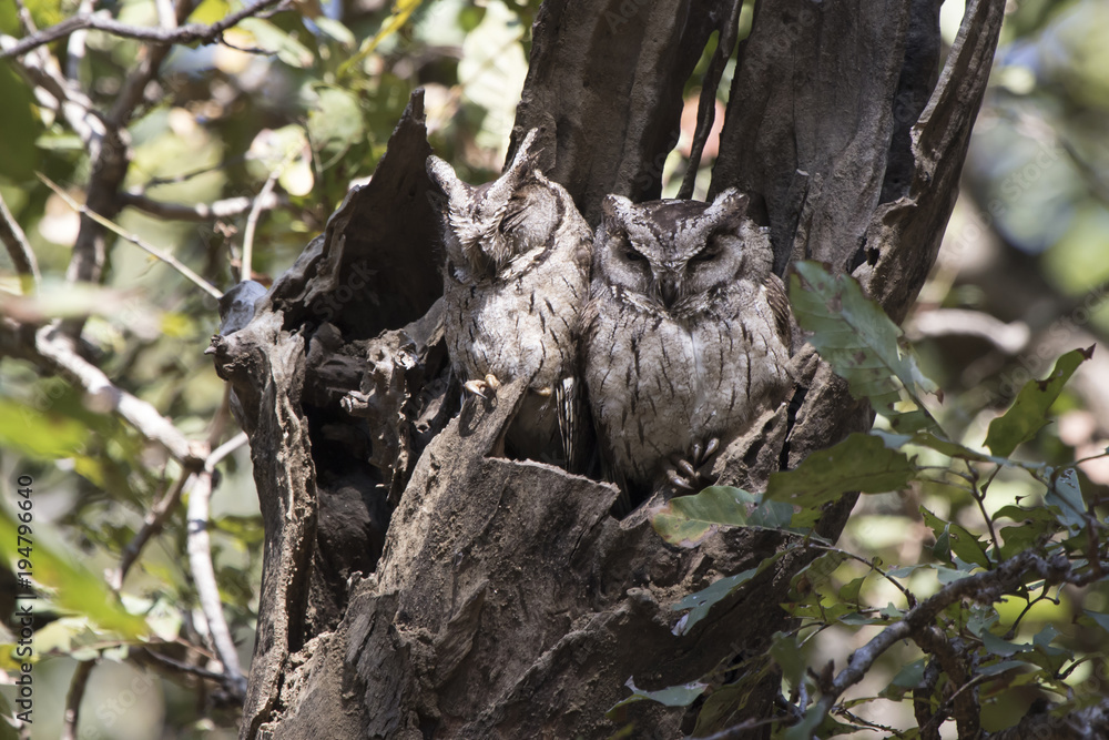 two Indian scops owl sitting near hollows in a thick branch of a tree on a winter day