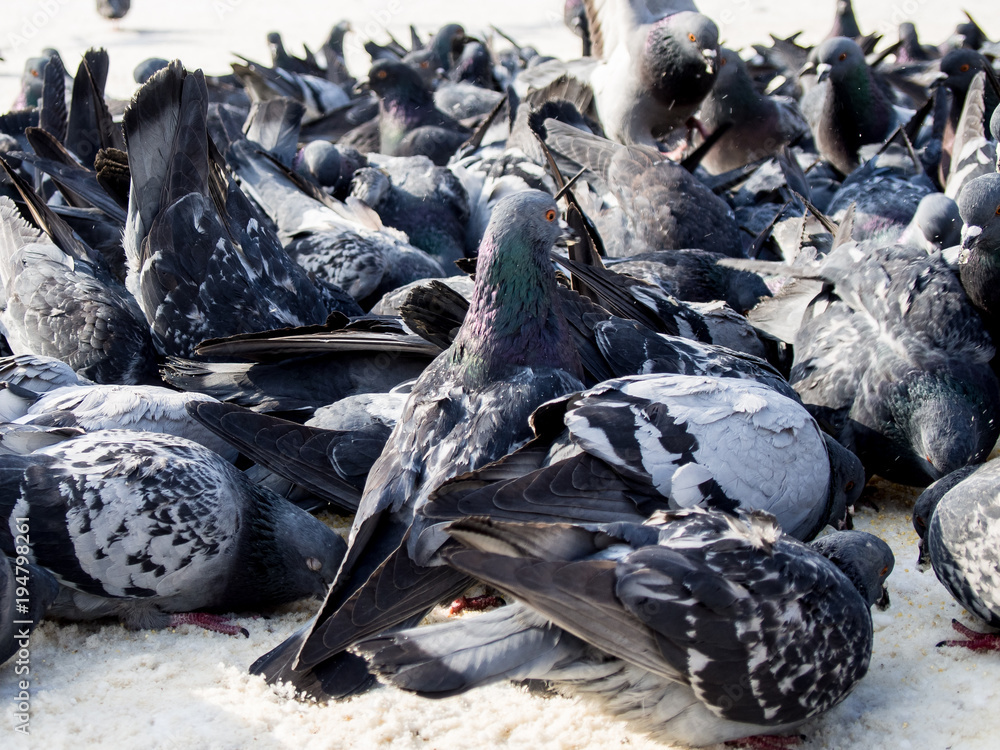 many pigeons eat on the sidewalk with snow in winter