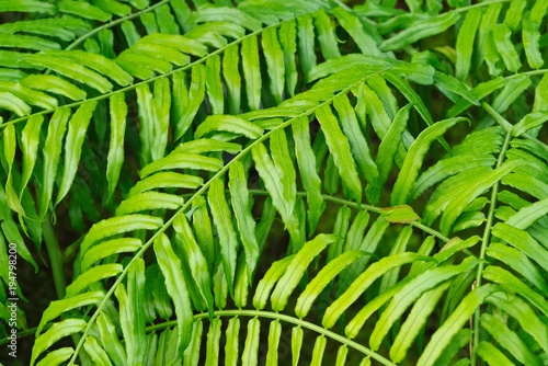 Leaves of the tropical plants  