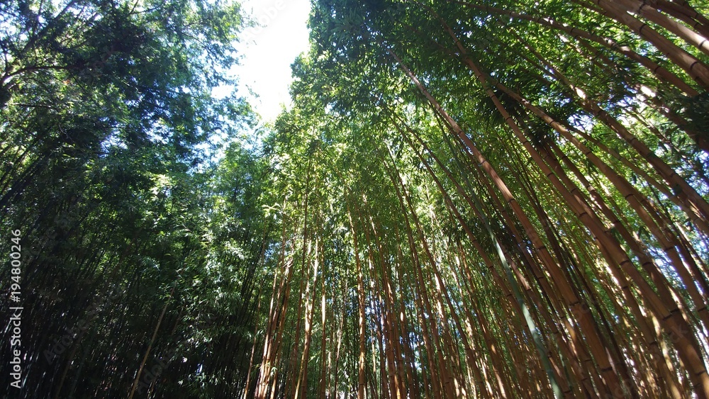 Fototapeta premium Bamboo grove, bamboo forest