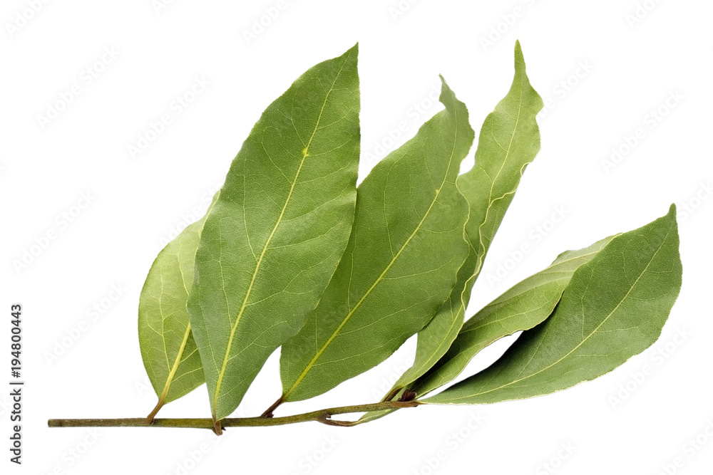Obraz premium Dried aromatic bay leaf twig isolated on a white background. Photo of laurel bay harvest for eco cookery business. Antioxidant kitchen herbs.