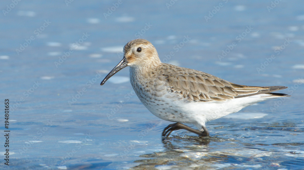 Obraz premium Curlew sandpiper (Calidris ferruginea)