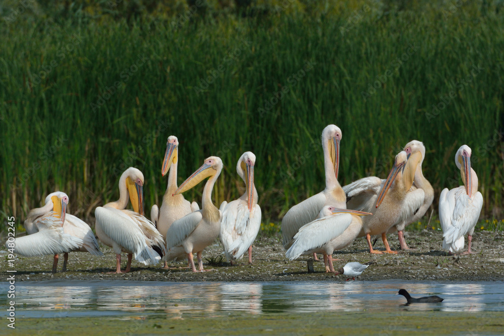 White Pelican (Pelecanus onocrotalus) White Pelican (Pelecanus onocrotalus)
