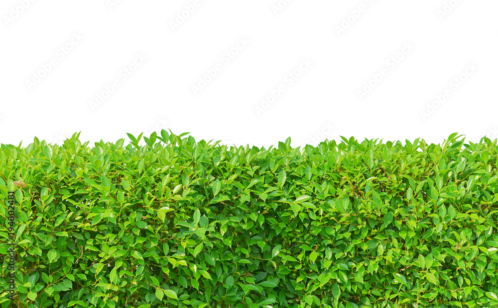 green trees isolated on white background.one of isolated tree on white background. tree white background.