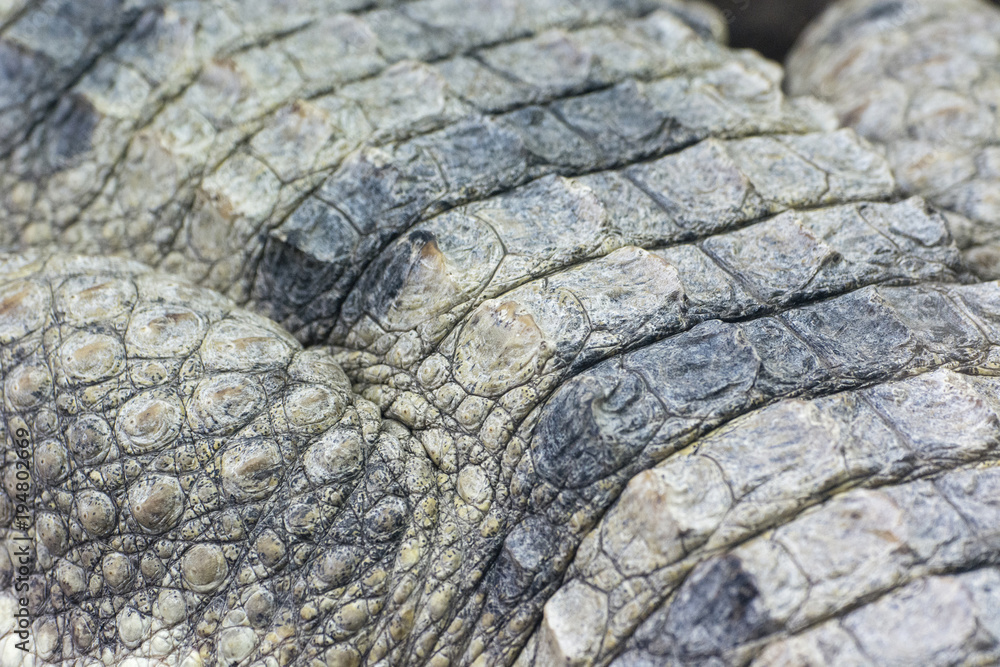 Detail of crocodile skin. Detail of crocodile skin.