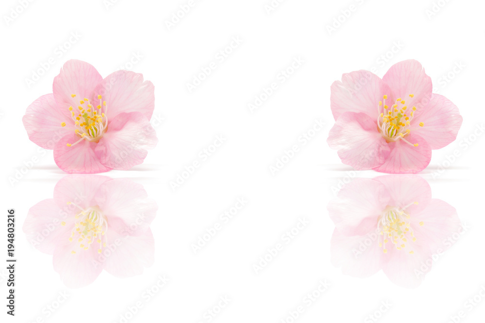 Fototapeta premium 桜 花 春 背景