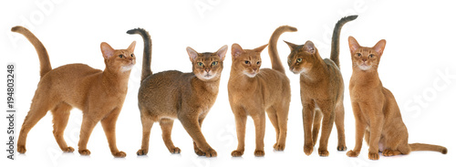 Abyssinian cats in studio