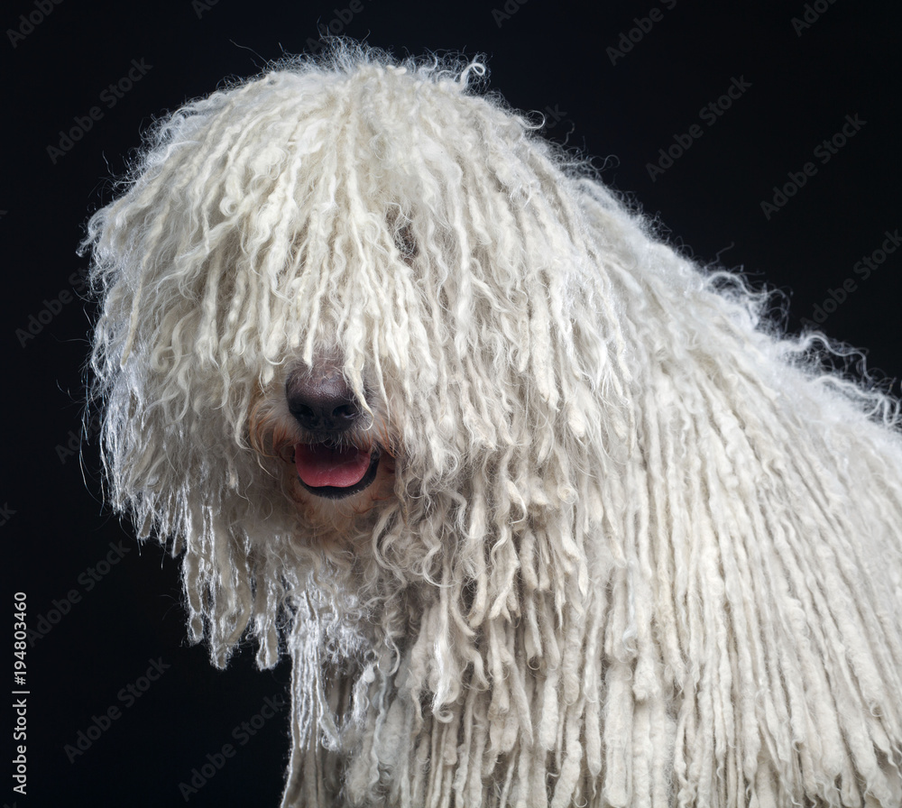 Komondor Dog, Hungarian Shepherd on Isolated Black Background