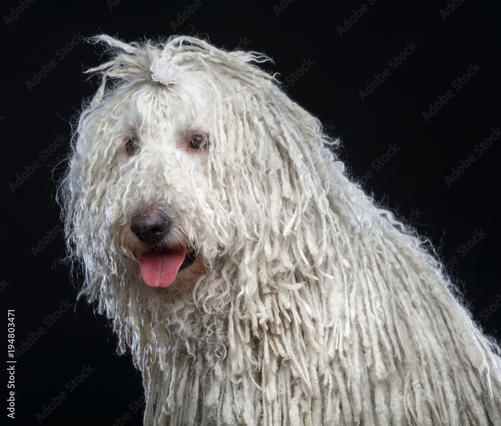 Komondor Dog, Hungarian Shepherd on Isolated Black Background