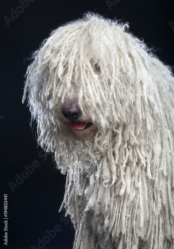 Komondor Dog, Hungarian Shepherd on Isolated Black Background