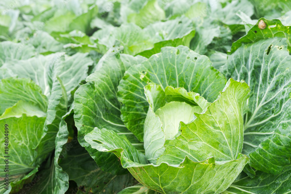 Close up on fresh cabbage in harvest field. Cabbage are growing in garden background. Close up on fresh cabbage in harvest field. Cabbage are growing in garden background.
