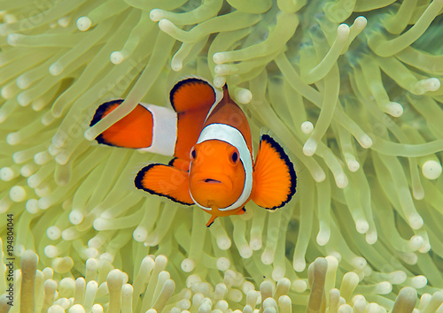 Ocellaris clownfish ( Aphiprion ocellaris ) or false clown anemonefish  shelters itself among the venomous tentacles of a magnificent sea anemone ( Heteractis magnifica )