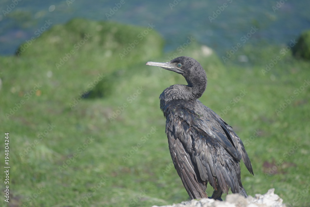 Obraz premium bird