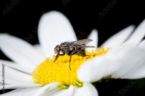 Fliege auf gelb-weißer Blume
