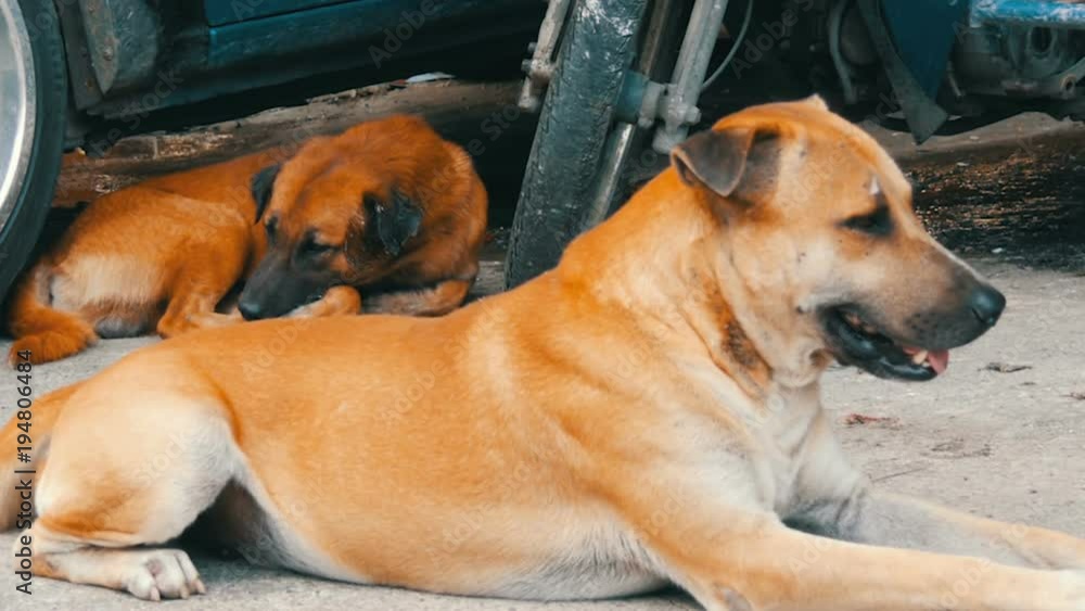 Cute homeless dogs lie on street Cute homeless dogs lie on street