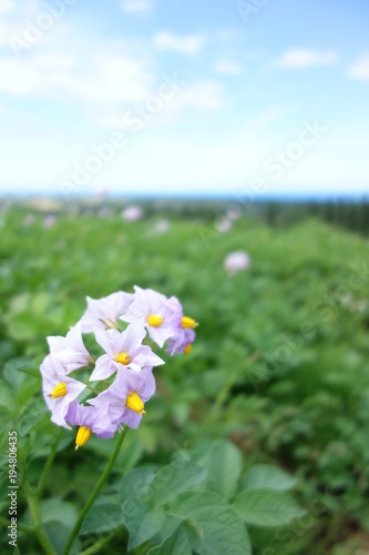 じゃがいもの花