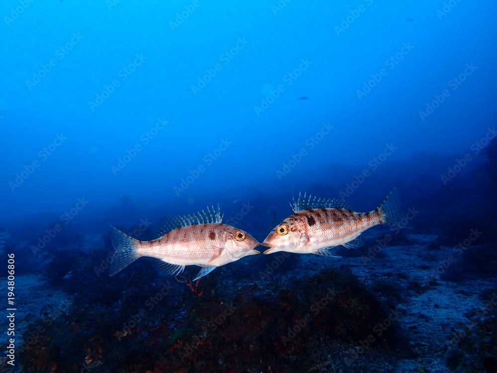 Obraz premium イトフエフキのケンカ