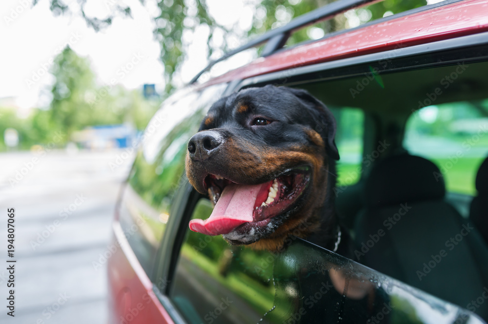 Rottweiler dog poking their head out the window of a car.