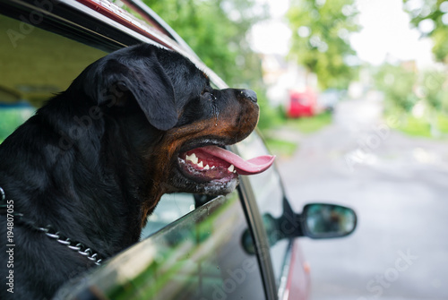Rottweiler dog sit in the car and looks out of the window.