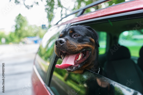 Rottweiler dog poking their head out the window of a car.