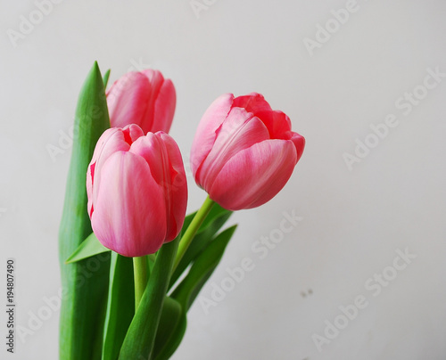   Holidays photo concept. Pink tulips on gray abstract background.  