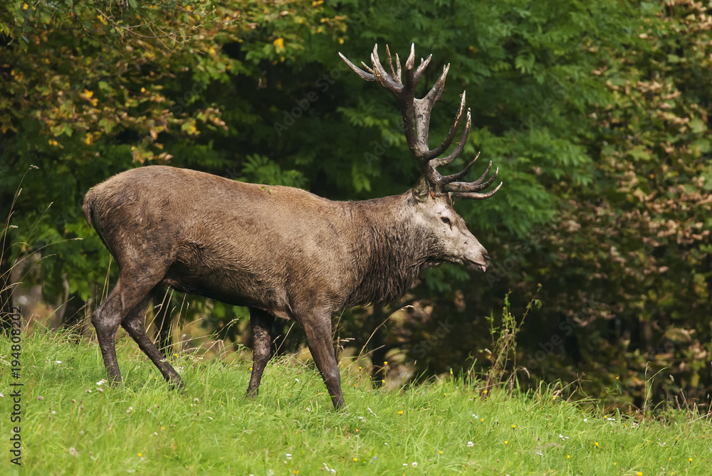 Red Deer, Cervus elaphus, herbivore in autumn forest, Europe Red Deer, Cervus elaphus, herbivore in autumn forest, Europe
