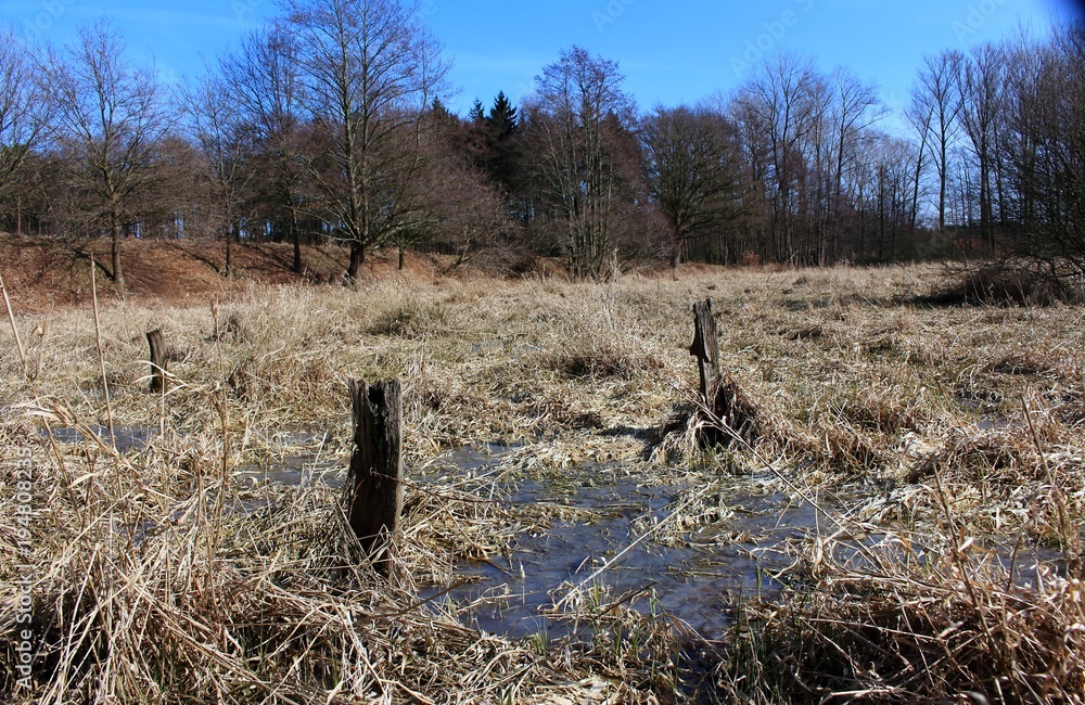 Grasland im Moor