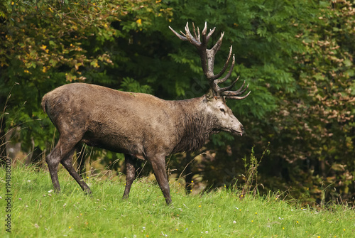 Red Deer  Cervus elaphus  herbivore in autumn forest  Europe