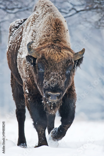 European Bison, Bison bonasus, big herbivore in winter, portrait of endangered animal, Slovakia