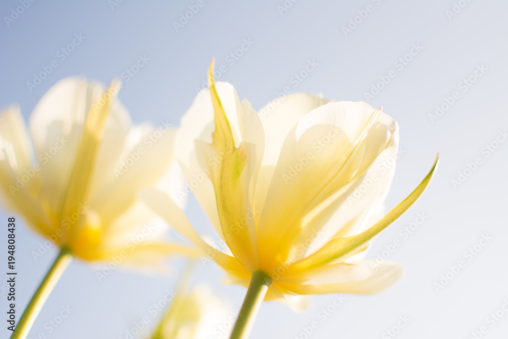Spring Blooming #Yellow Tulip Blossoms #Closeup