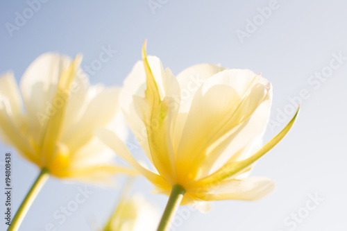 Spring Blooming #Yellow Tulip Blossoms #Closeup