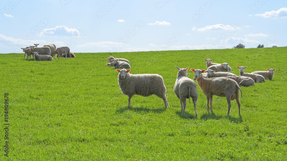 Fototapeta premium Dreamlike scene of a herd of sheep on the pasture, Lüneburger Heide, Germany. Backlit photograph 